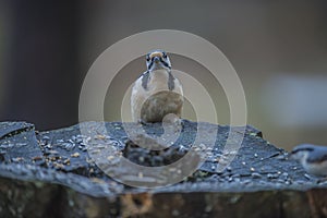 The woodpecker looking over the stump