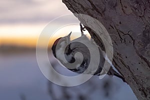 Woodpecker looking for a place for slotting