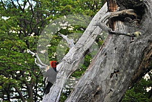 Woodpecker looking up photo