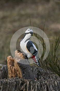 Woodpecker made of wood in the public nature park, Sanddunes Sandweier