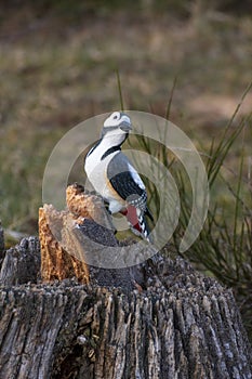 Woodpecker made of wood in the public nature park, Sanddunes Sandweier