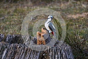 Woodpecker made of wood in the public nature park, Sanddunes Sandweier