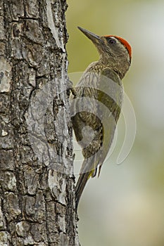 A woodpecker is a magnificent bird we get to see in wildlife zones