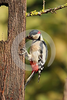Woodpecker in natural habitat pecking for food