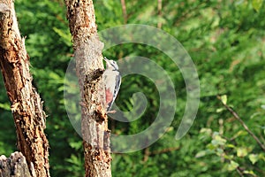 Woodpecker in natural habitat pecking for food