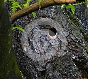 Woodpecker nest hole in a tree