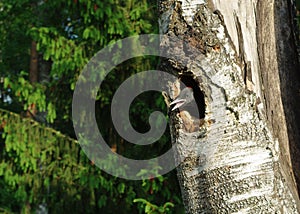 Woodpecker nestling