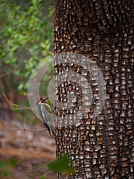 A Woodpecker Paused in Action on a Tree