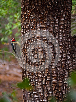 A Woodpecker Paused in Action on a Tree