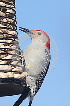 Woodpecker on a Peanut Feeder