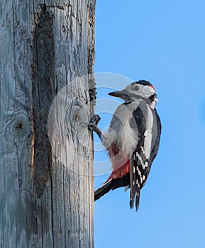 Woodpecker pecking a cone