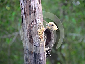 Woodpecker perched on wooden trunk in mangrove