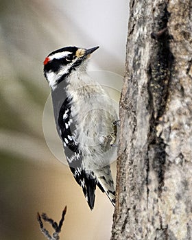 Woodpecker Photo and Image. Downy Woodpecker male on a tree trunk with a blur background in its environment and habitat
