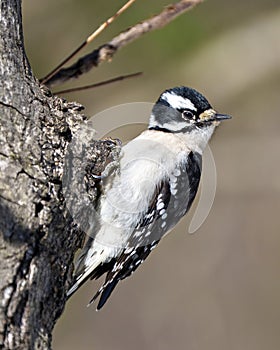 Woodpecker Photo and Image. Female on a branch with a blur background in its environment and habitat surrounding diplaying white