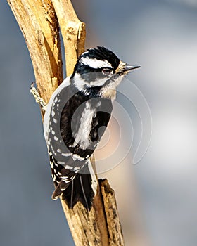 Woodpecker Photo and Image. Female close up back view gripping to a tree branch with a blur blue background in its environment