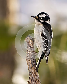 Woodpecker Photo and Image. Female standing on a twig with a blur forest background in its environment and habitat surrounding,