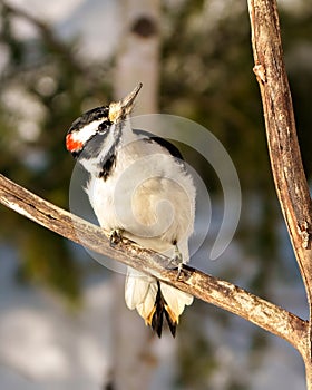 Woodpecker Photo and Image. Male close-up front view perched on a branch with a blur forest background in its environment and