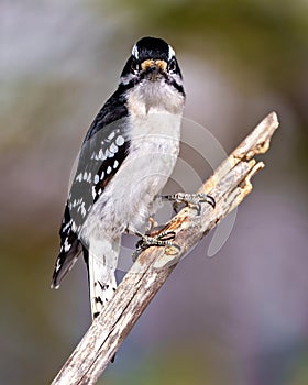 Woodpecker Photo and Image. Male close-up profile view looking at camera, gripping to a tree branch with a colourful background