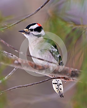Woodpecker Photo and Image. Male perched on a tree branch with a blur background in its environment and habitat surrounding