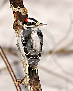 Woodpecker Photo and Image. Male rear view gripping to a tree trunk and displaying white and black colour plumage in its