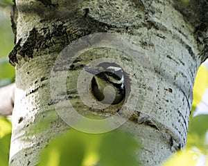 Woodpecker Photo Stock. Head out of its nest house in its environment and habitat surrounding. Woodpecker Hairy Image. Picture.