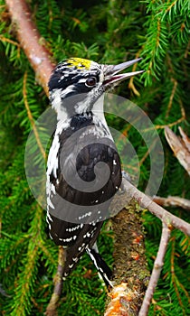 Woodpecker (Picoides tridactylus)