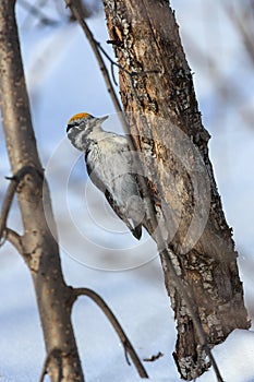 Woodpecker (Picoides tridactylus crissoleucus)