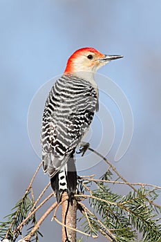 Woodpecker on a pine branch