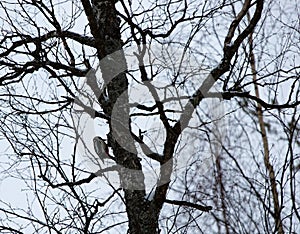 a woodpecker on a pine branch in a park in Noyabrsk in winter