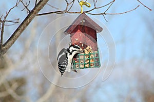 Woodpecker in Quebec. Canada, north America.