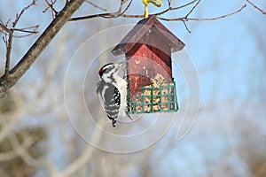Woodpecker in Quebec. Canada, north America. photo