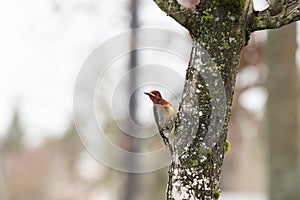 Woodpecker with a red head on an old tree