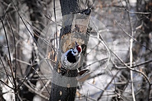 A woodpecker with a red head pecked the bark on a tree trunk in the forest, in search of food.