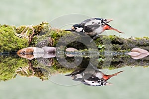 Woodpecker reflection