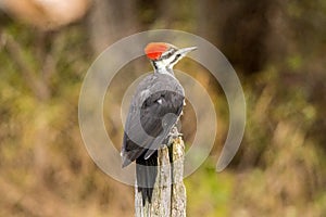 Woodpecker resting with red hed photo