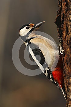 Woodpecker on a rotten wild cherry trunk