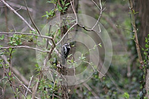 Woodpecker in Ruth Park 2020 III