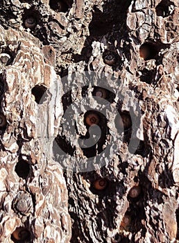 Woodpecker& x27;s Acorns Stuck in Pine Bark