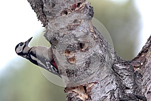 Great spotted Woodpecker