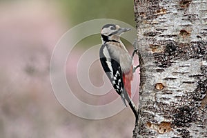 Great spottedWoodpecker