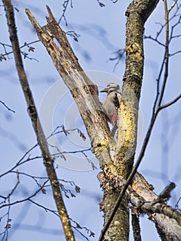 Woodpecker sits high on a tree