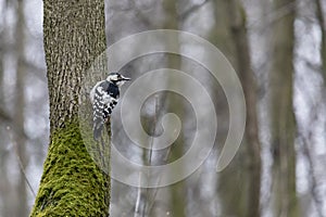 Woodpecker sits on  pine trunk