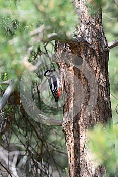 A woodpecker sits on the trunk of a tree near a hollow