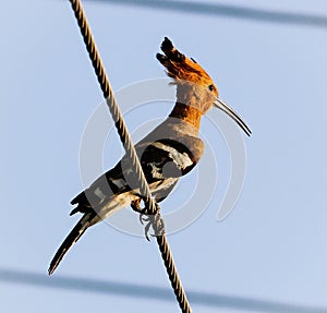 A woodpecker is sitting on a high tensioned electric string