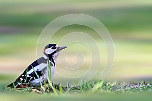 Woodpecker sitting among the spring grass