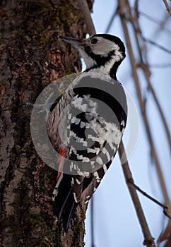 Pájaro carpintero sobre el un árbol 