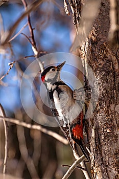 The woodpecker sitting on the tree.
