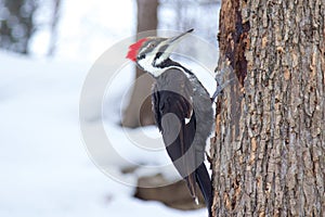 Woodpecker in the snow in Montreal, Quebec