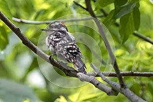 Woodpecker Southwestern Ontario, Canada