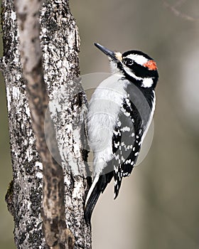 Woodpecker Stock Photo. lMale cose-up climbing tree trunk and displaying feather plumage in its environment and habitat in